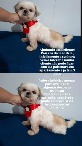 Shih Tzu fêmea leia o anúncio!