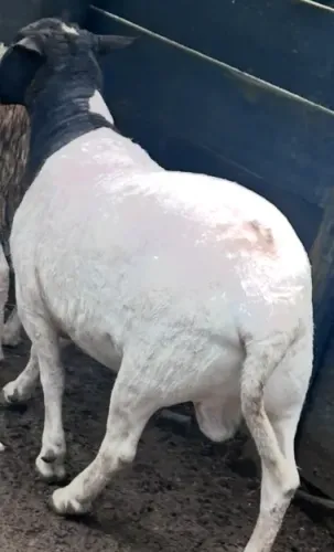 Ovelha, borrego,carneiro