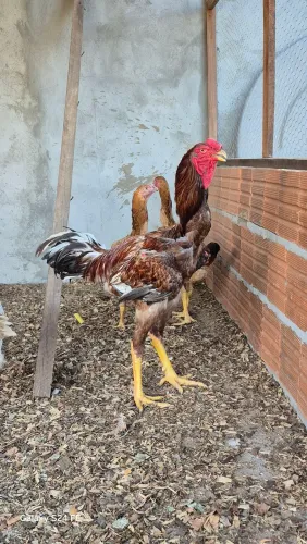 Ovos galados de índio gigante 