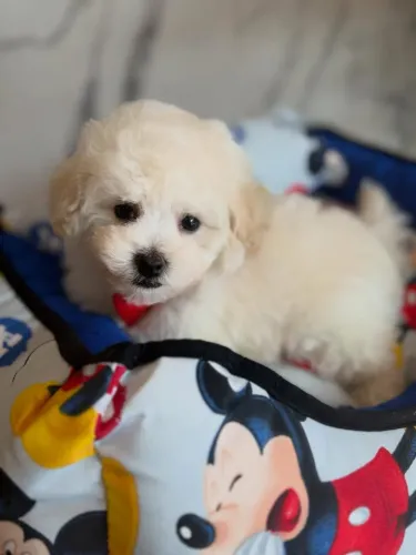O Presente q Encanta !!! Dogs 