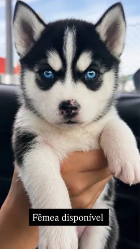 Filhote husky siberiano