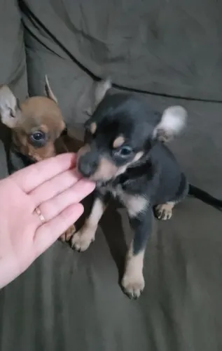 Filhotes de pinscher mini