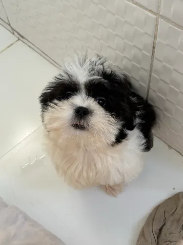 Shihtzu