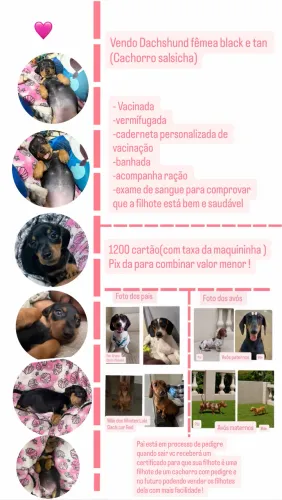 Dachshund   (Cachorro salsicha)