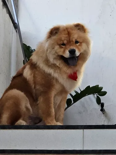 Chow-chow macho disponível para cruzar