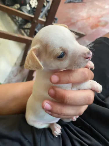Pinscher$400