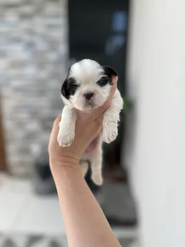 Filhotes Shih Tzu