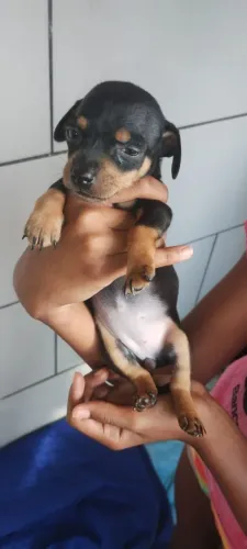 Vende-se Pincher R$300, macho e fêmea