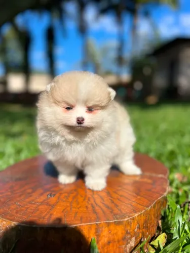 Filhote Spitz Alemão muito carinhoso