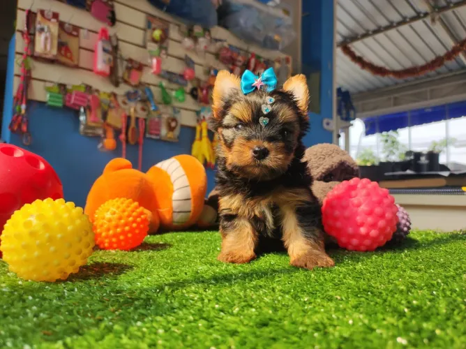 Filhote de Yorkterrier fêminha disponível