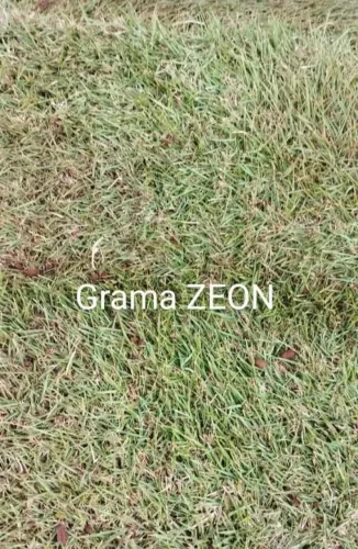 Grama São Carlos Produto Top Linha 