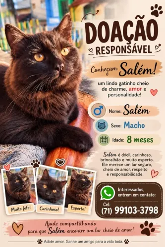 Gato macho oito meses