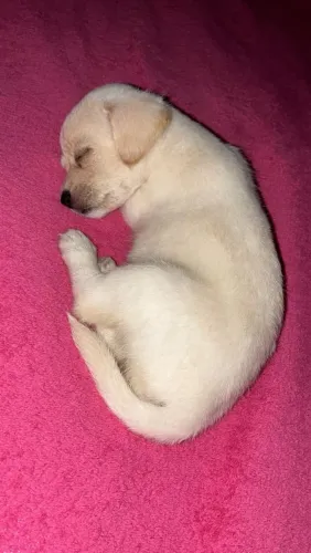 Cachorro 