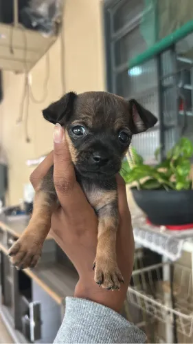 Filhote de Pinscher 