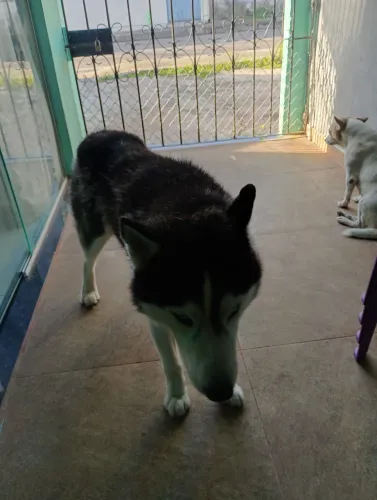 Cachorro 