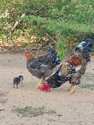 Galo e Galinha GSB