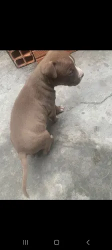 Filhote  de pitibu monstro 