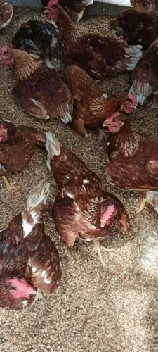 Galinhas Poedeiras