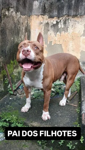Filhotes de pitbull