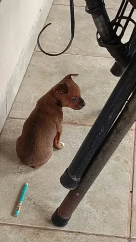 Vendo pinscher N1