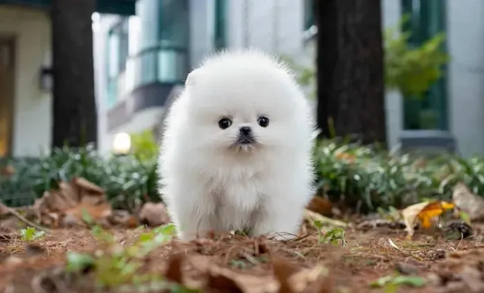 Spitz Alemão Macho/Fêmea - Pronta Entrega