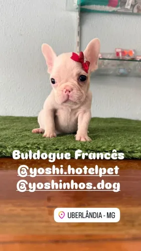 Buldogue Francês filhotinhos machinho e femea com entrega imediata