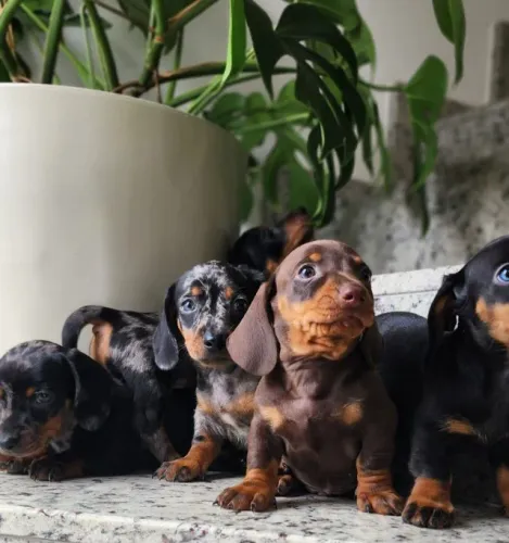 Basset - Machos e Fêmeas com Disponíveis!!