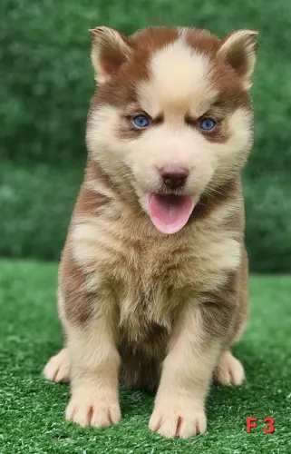 Husky siberiano wooly