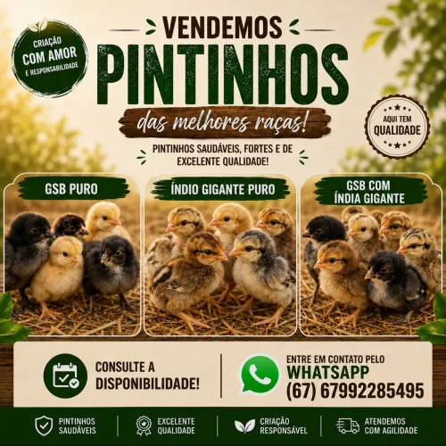 Vendemos pintinhos