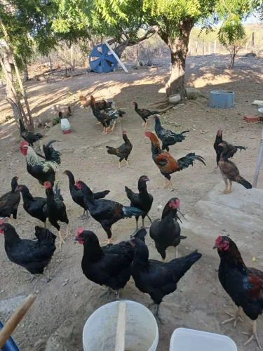 Frango e Galinha caipira