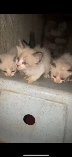 Filhotes de gatos pra adoção responsável 