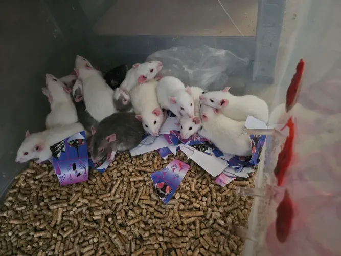 Hamster twister 