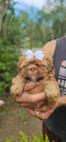 Shih-tzu linda femea - Pessoas especiais