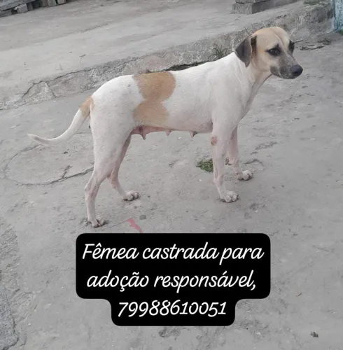 Fêmea castrada para adoção responsável
