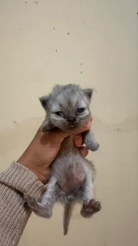 Vendo filhotes de gato Persa