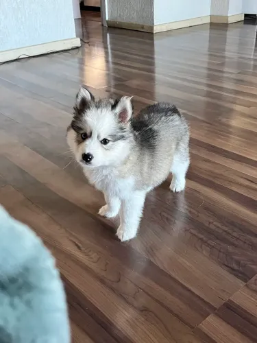 Husky fêmea  troco por outra raça filhote também !