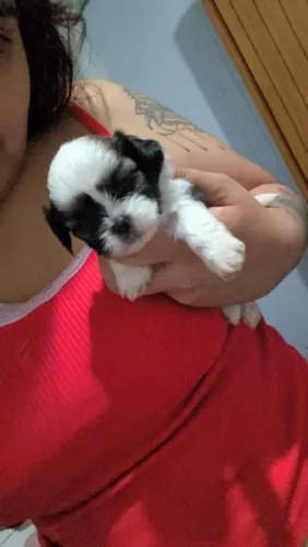Shih tzu filhotes