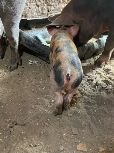 Suínos porcos