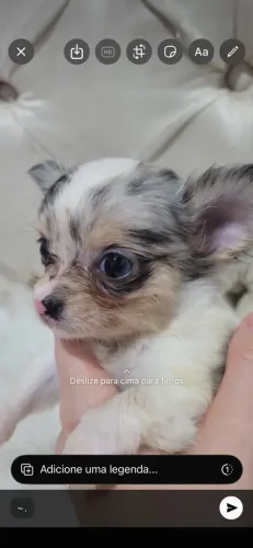  Chihuahua 