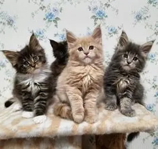 Maine Coon Filhotes