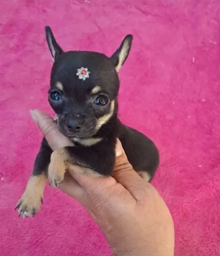 Pinscher classe zerinha (mini)