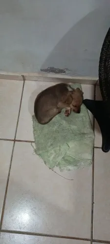 Adoção responsável