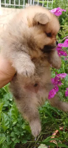 Lulu da Pomerânia anão