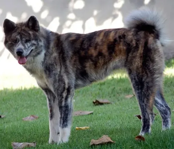 Doação Akita Inu