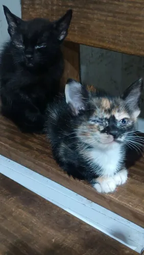 Doa-se gatinhas