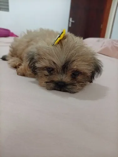 Vendo filhote de Shitzu macho  800