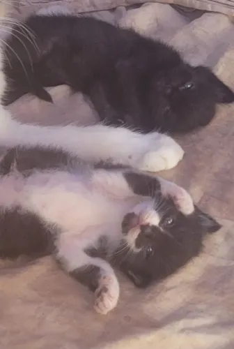 Gatinho