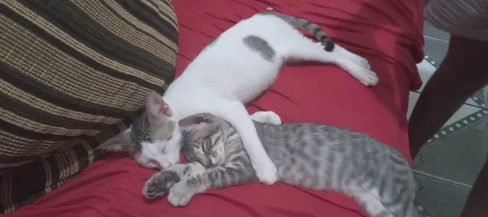 Gatinhos filhotes para Adoção
