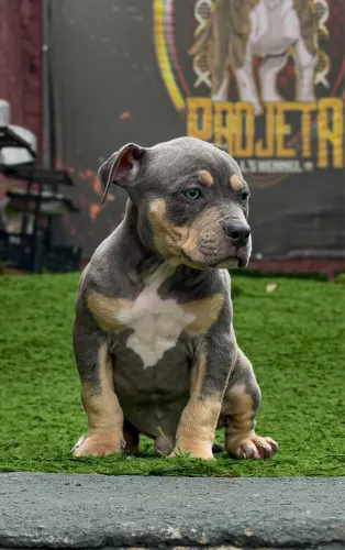 Filhote pitbull