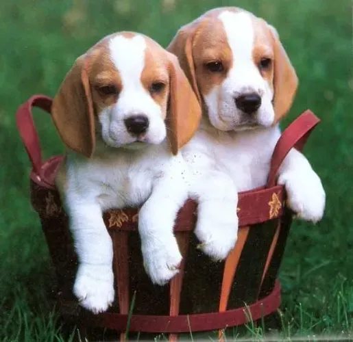 Beagle Filhotes disponíveis com muito carinho e dedicação